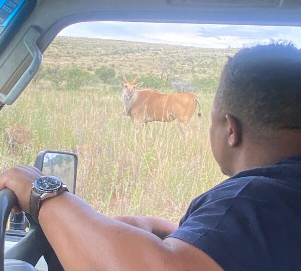 Safari Experience