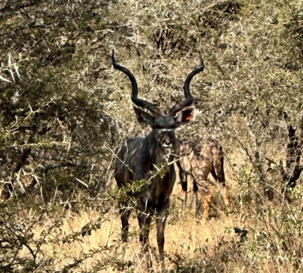 Safari Experience
