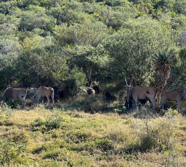 Safari Experience