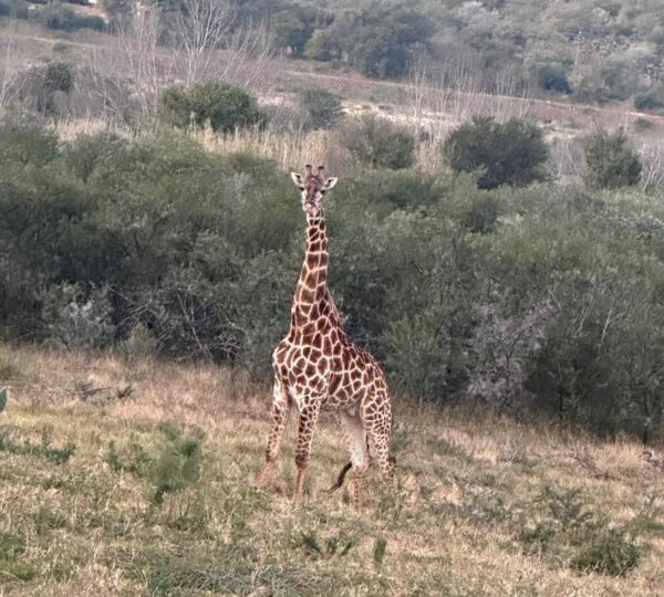 Safari Experience