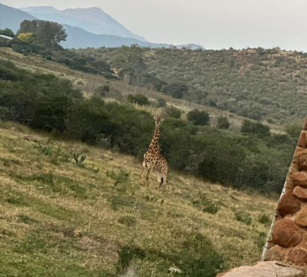 Safari Experience