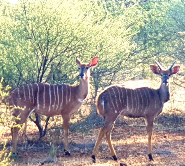 Safari Experience