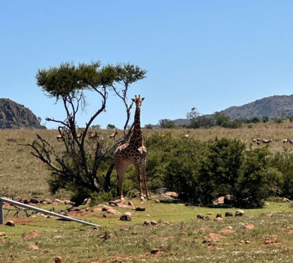 Safari Experience